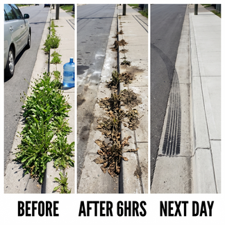 🔥2-in-1 Powerful Herbicide,🌿 Long-Lasting Control for Annual & Biennial Weeds, Non-Toxic & Harmless