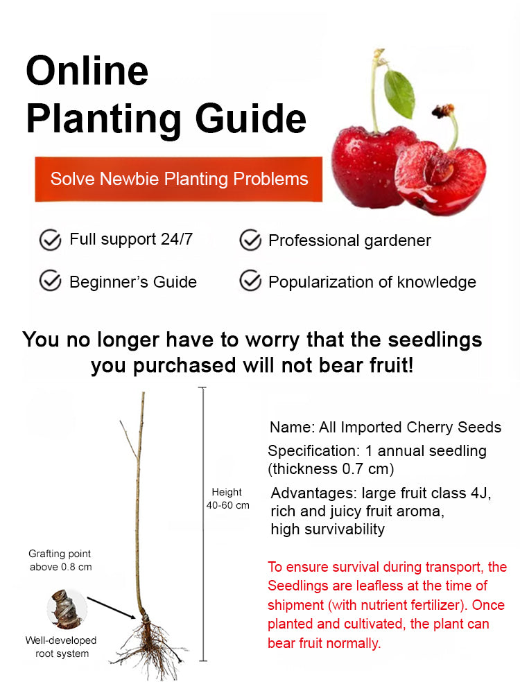 🔥A Must-Have for American Families! Yale + USDA Certified Cherry Tree 🍒, Bears Fruit in 2 Months, 99% Survival Rate!