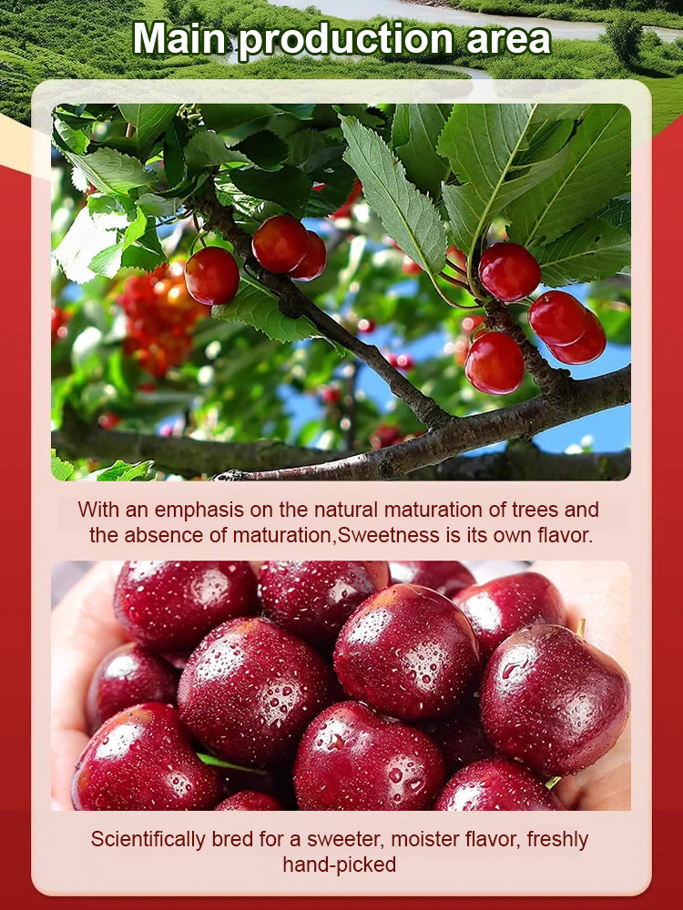 🔥A Must-Have for American Families! Yale + USDA Certified Cherry Tree 🍒, Bears Fruit in 2 Months, 99% Survival Rate!