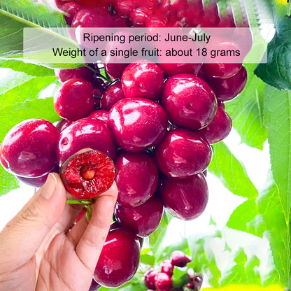 🔥A Must-Have for American Families! Yale + USDA Certified Cherry Tree 🍒, Bears Fruit in 2 Months, 99% Survival Rate!