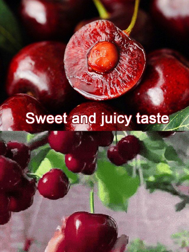 🔥A Must-Have for American Families! Yale + USDA Certified Cherry Tree 🍒, Bears Fruit in 2 Months, 99% Survival Rate!