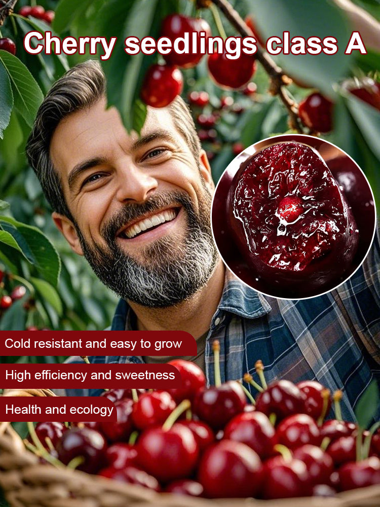 🔥A Must-Have for American Families! Yale + USDA Certified Cherry Tree 🍒, Bears Fruit in 2 Months, 99% Survival Rate!
